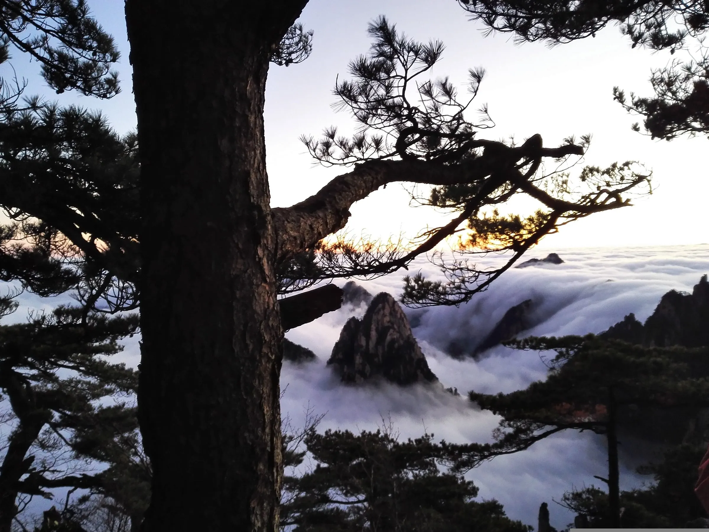 Pine tree on a misty Huangshan mountainside