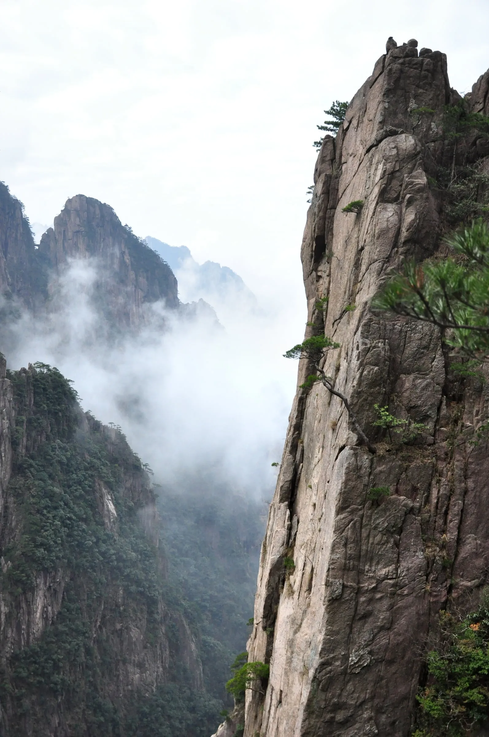 Steep misty cliffs with pine trees