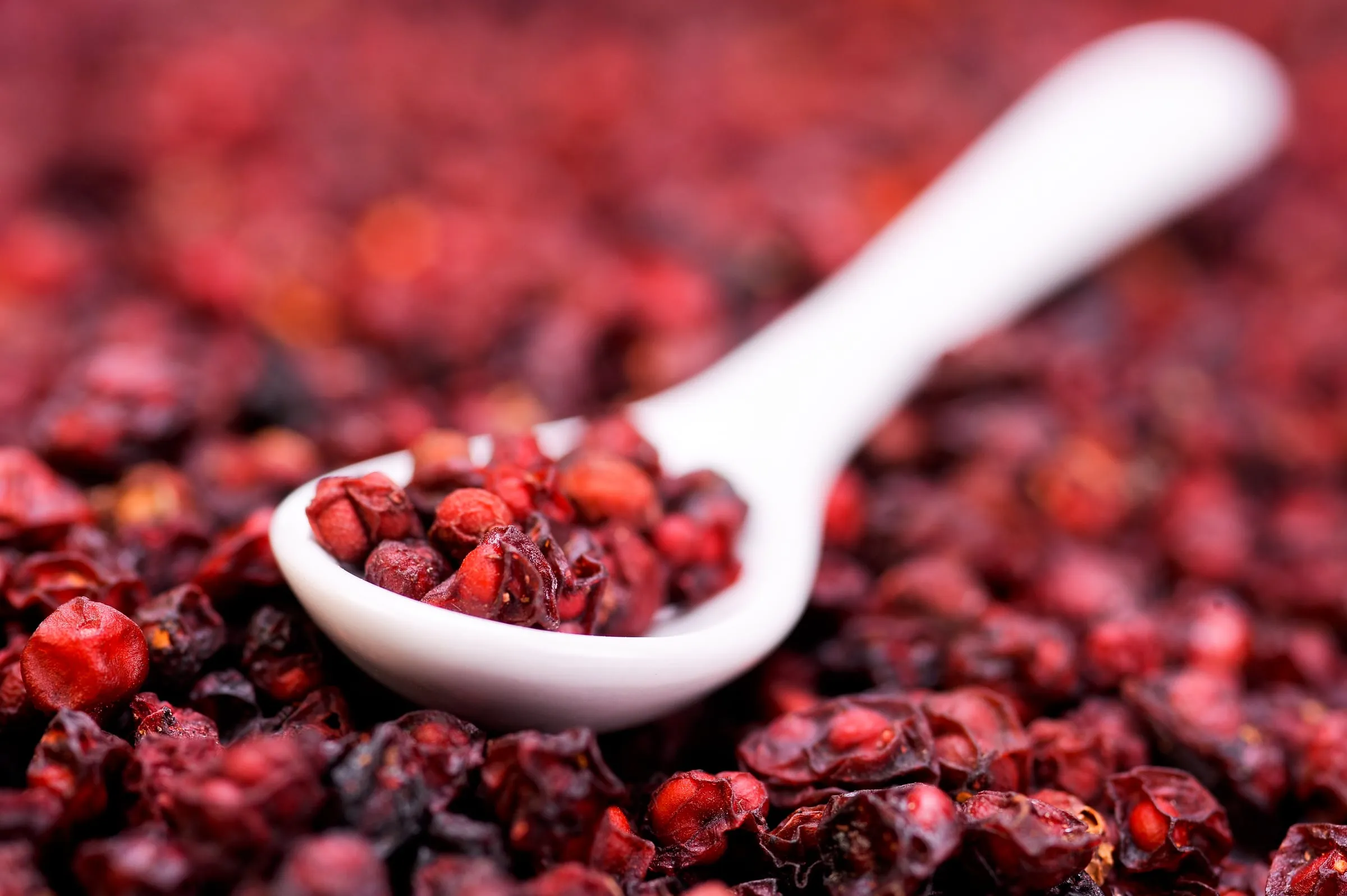 Dried organic schisandra berries (Wu Wei Zi) on a white spoon
