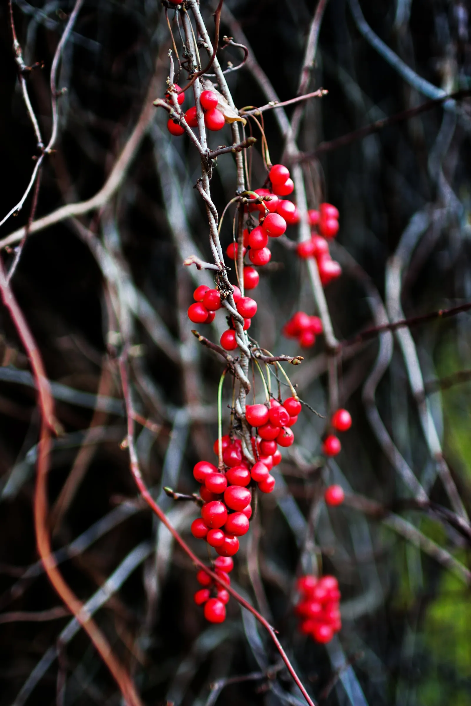 Clusters of red schisandra berries on the vine